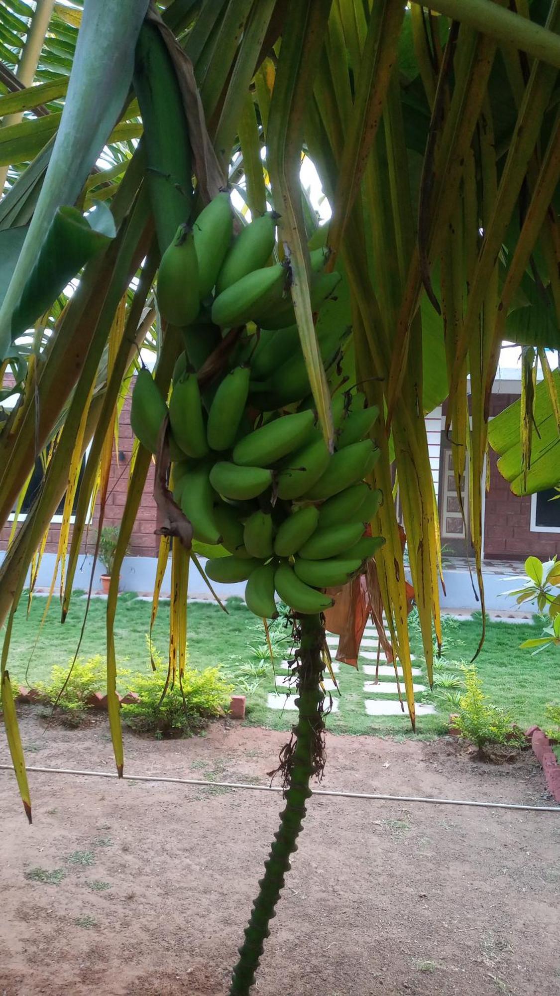 Coconut Village Resort آليباغ المظهر الخارجي الصورة